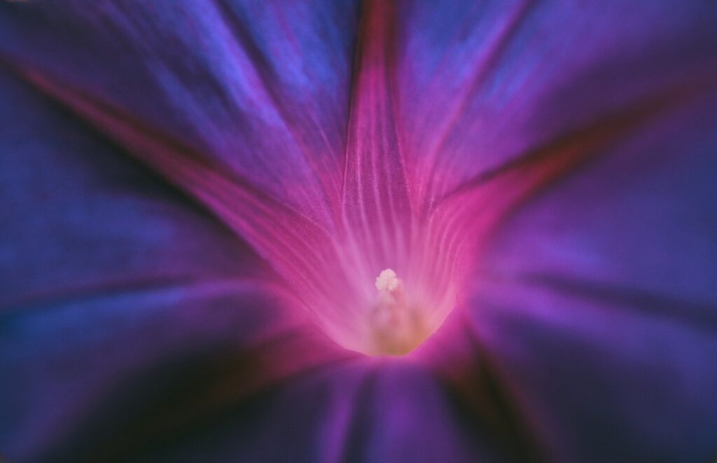 are morning glories poisonous to cats