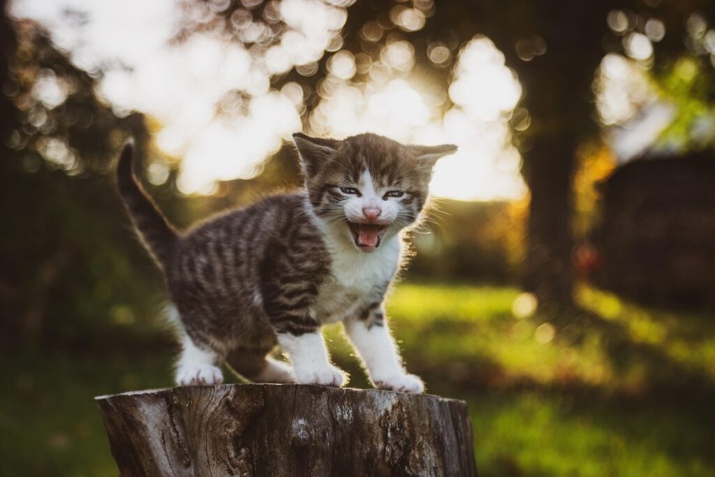 national kitten day