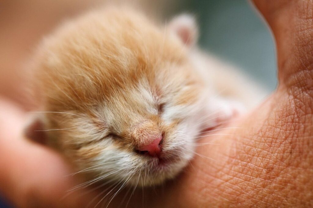 cats newborn