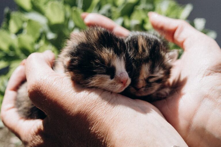 newborn kitten care essentials