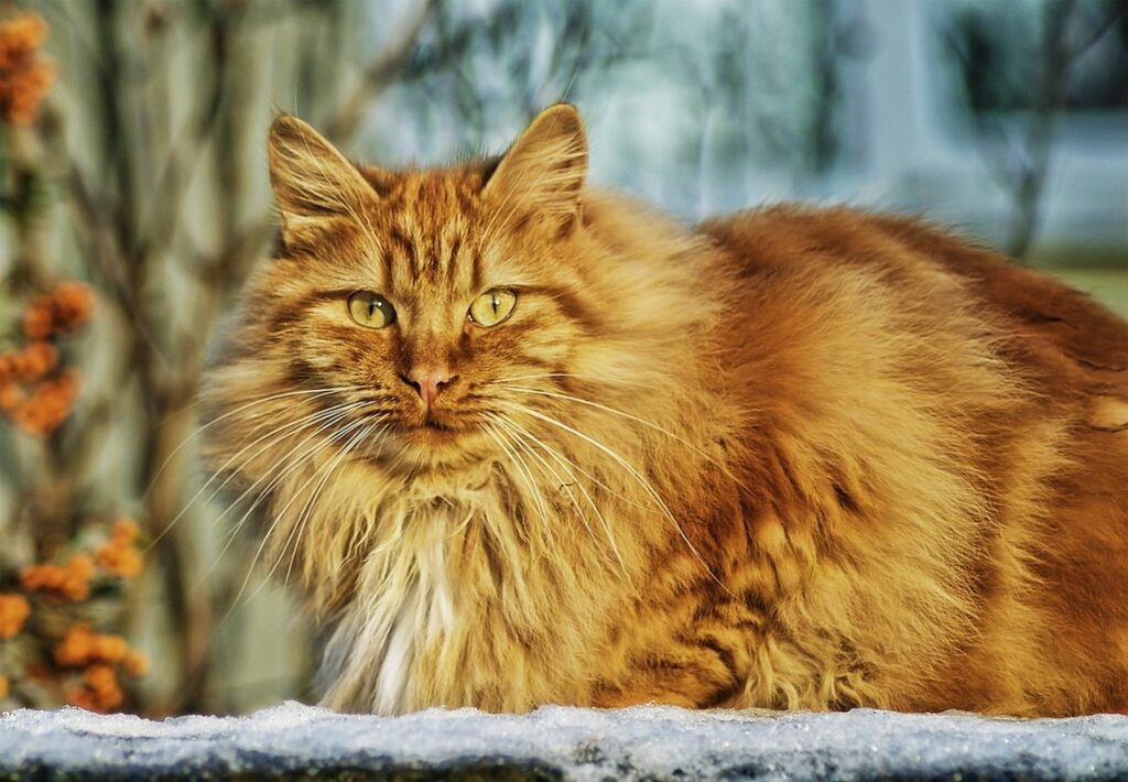 norwegian forest cat size guide