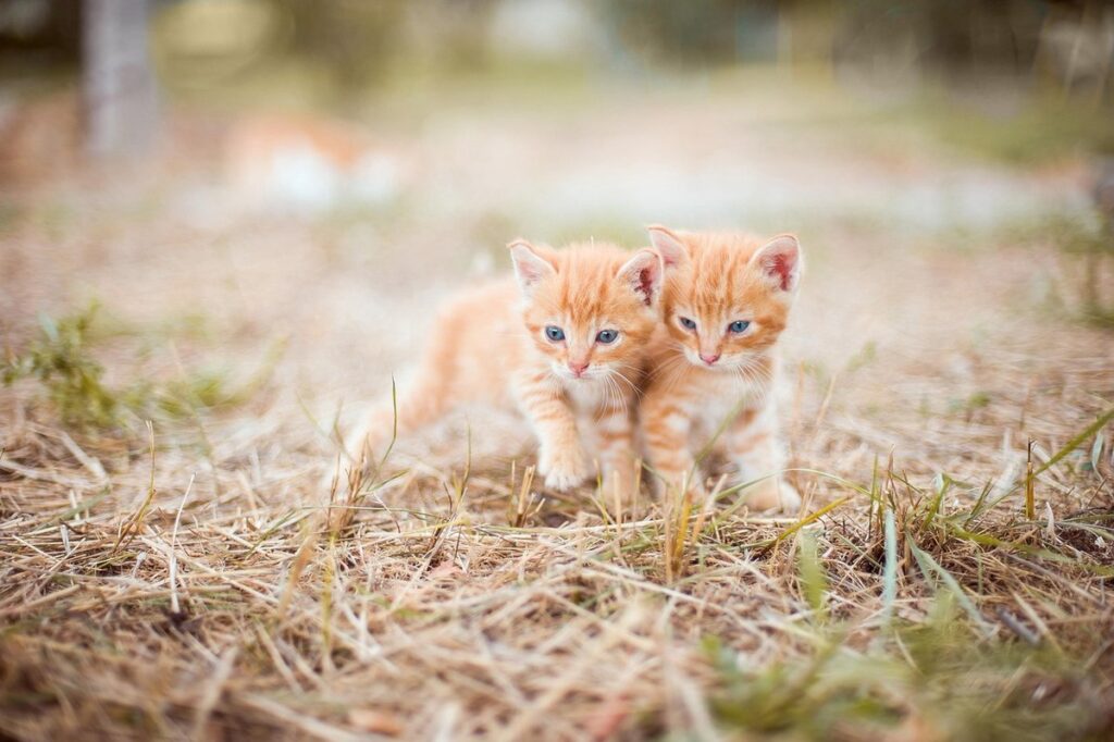 orange kitten images