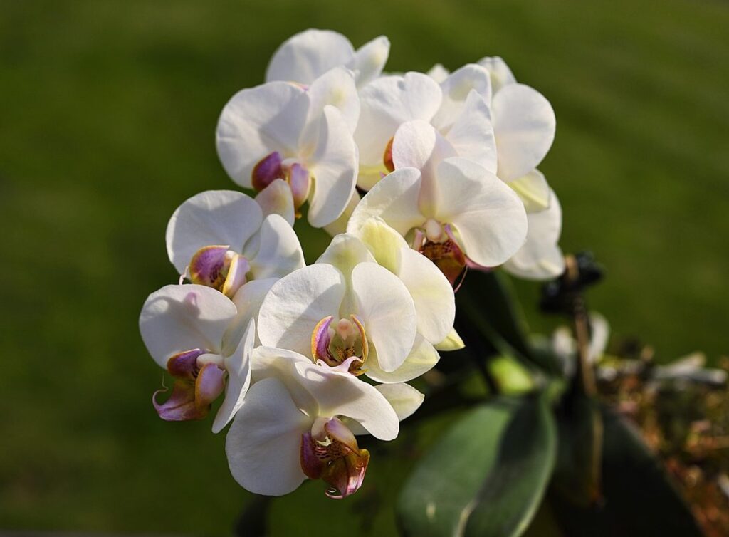 orchid plants and cats