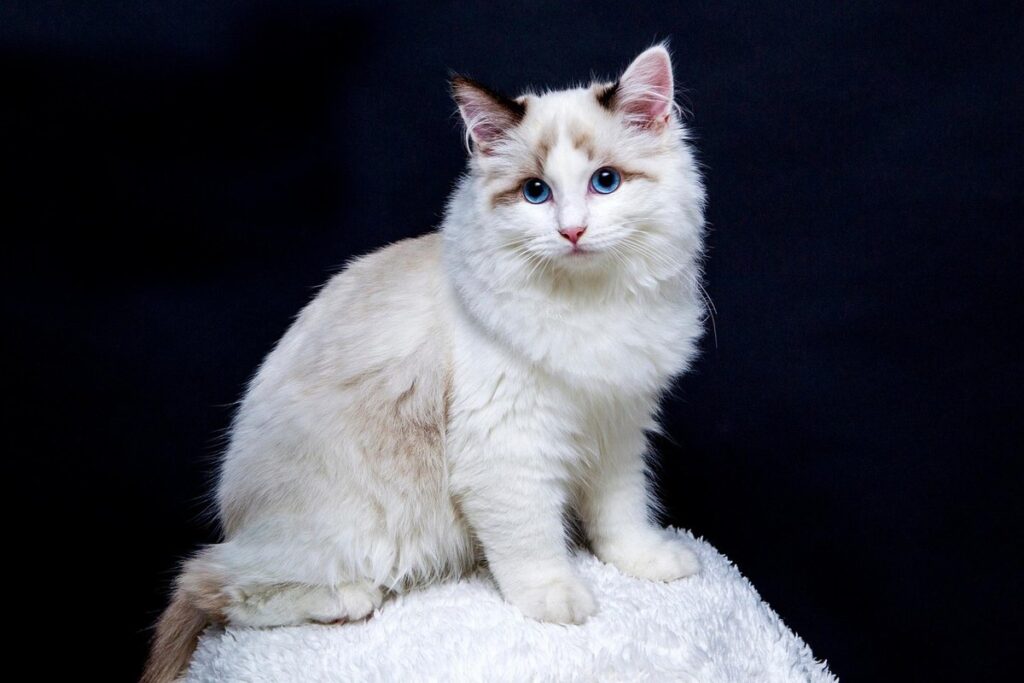 what is a pedigree cat