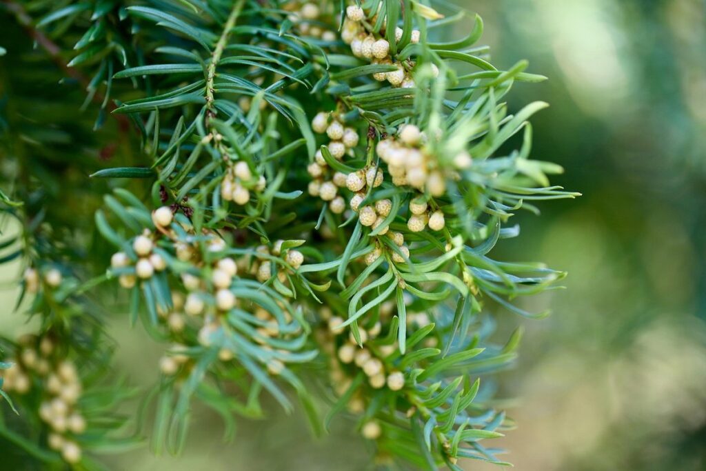 what plants are poisonous to cats