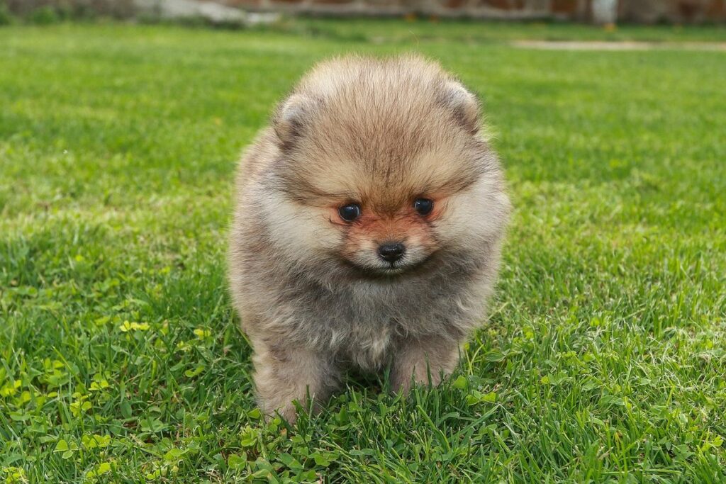 pomeranian and cats