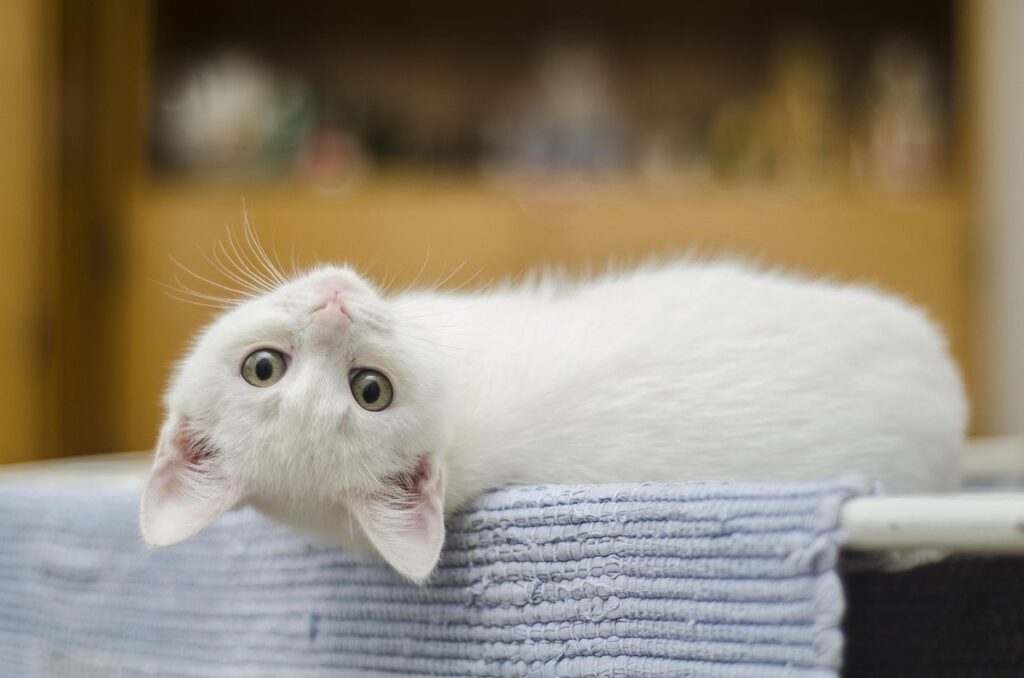 putting a cat down for behavioral issues