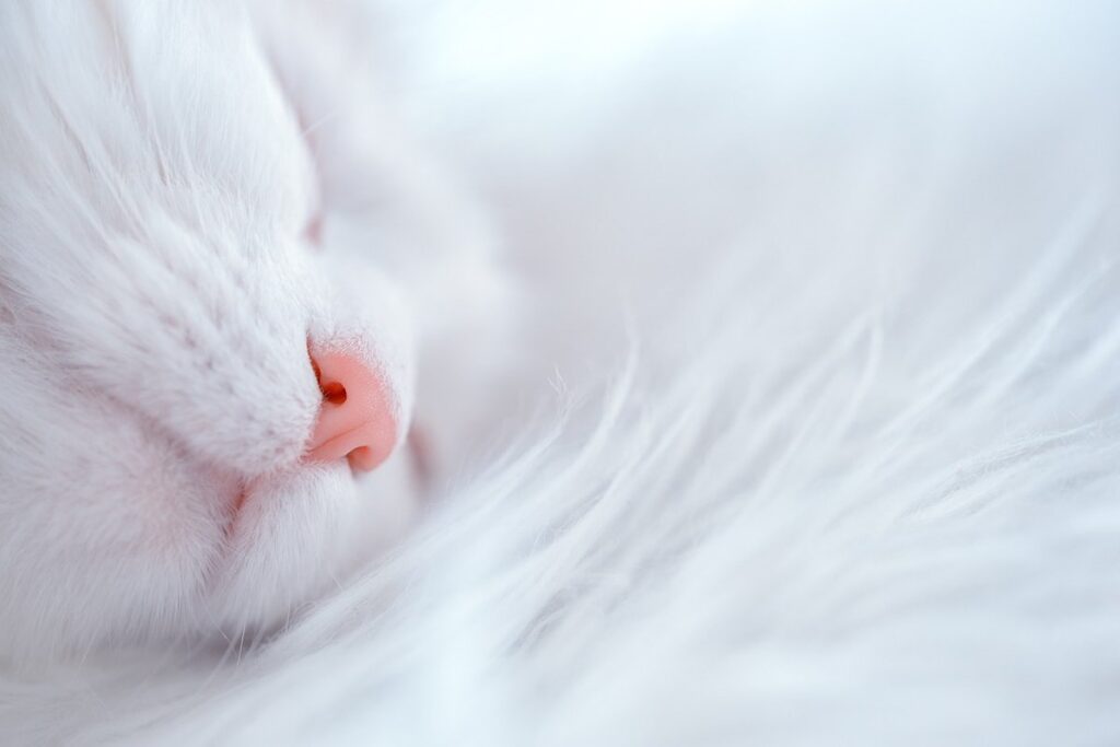 quiet cat
