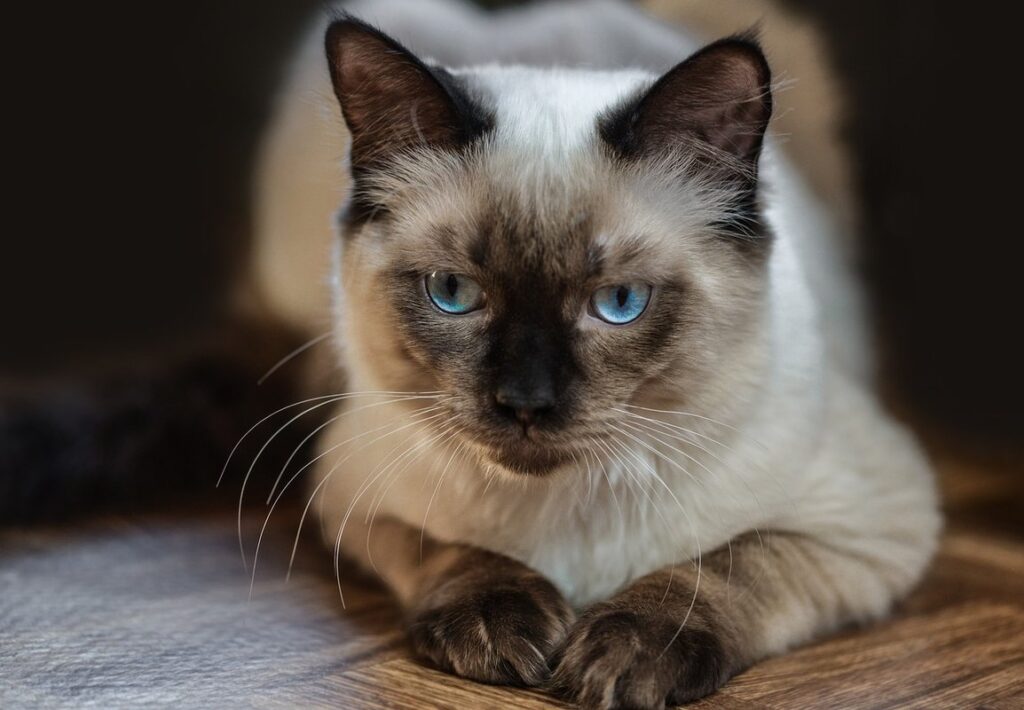 ragdoll brown cat