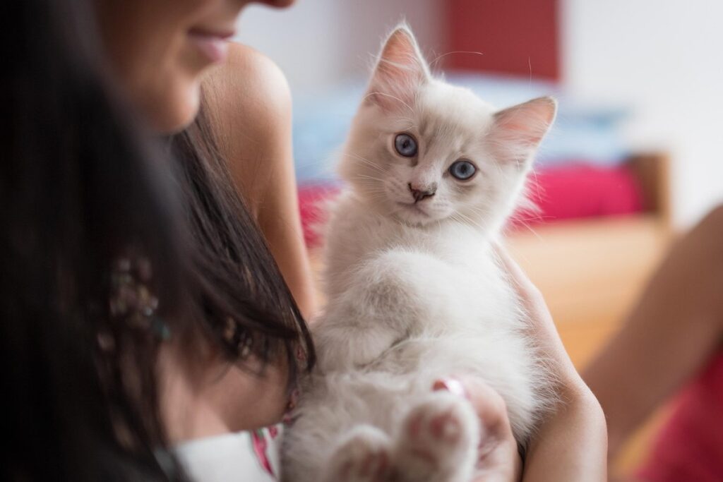 ragdoll cat kitten