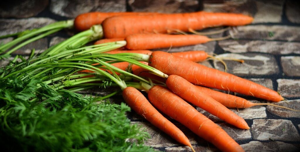 raw food diet for cats pros and cons