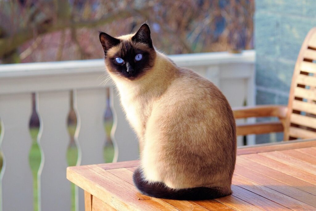 red siamese kittens