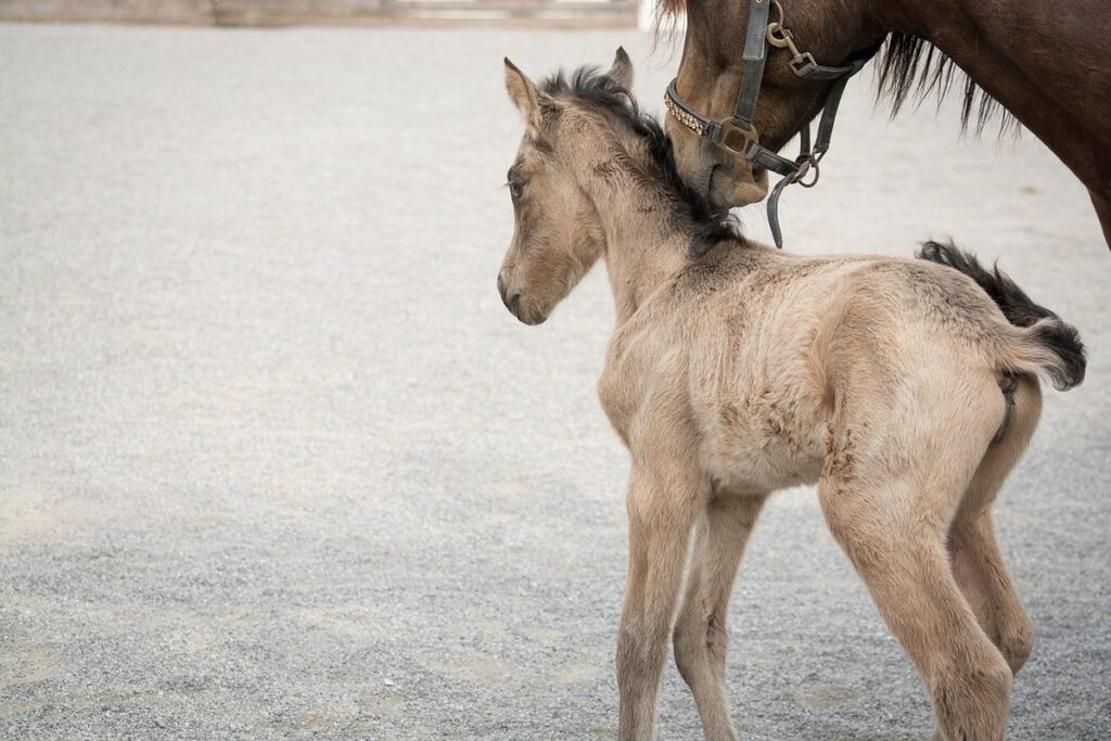 responsible breeding practices