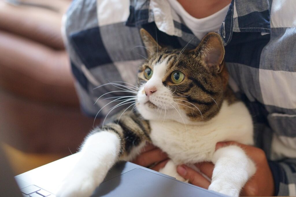 bites from cats