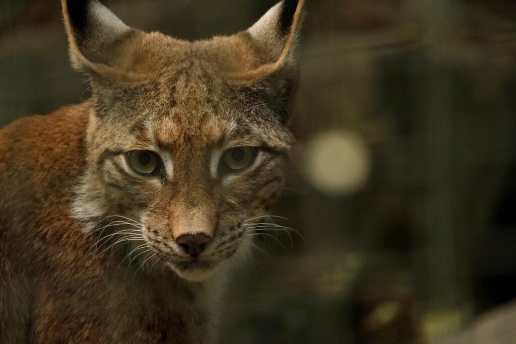 screaming lynx