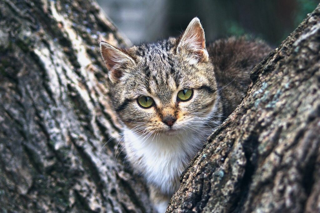 should i get a kitten for my cat