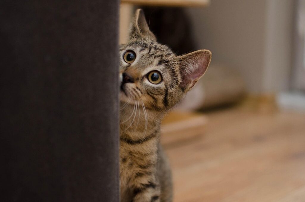 how to socialize a shy cat