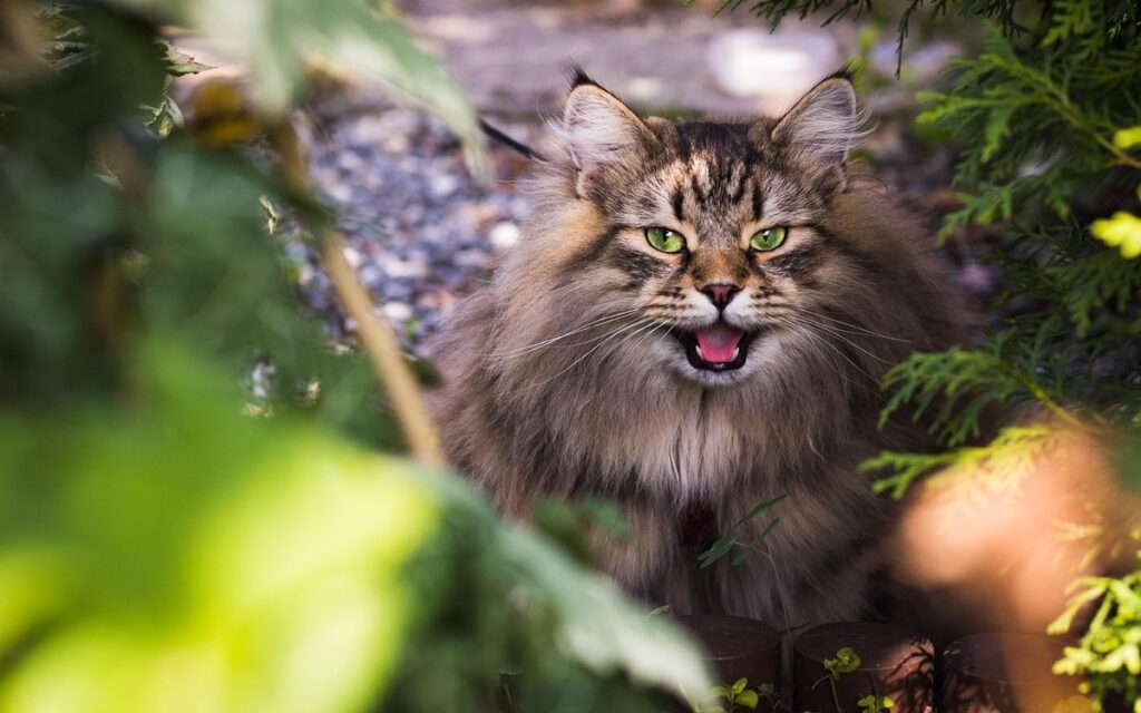 life expectancy siberian cat