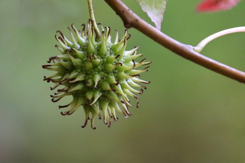 silvervine fruit