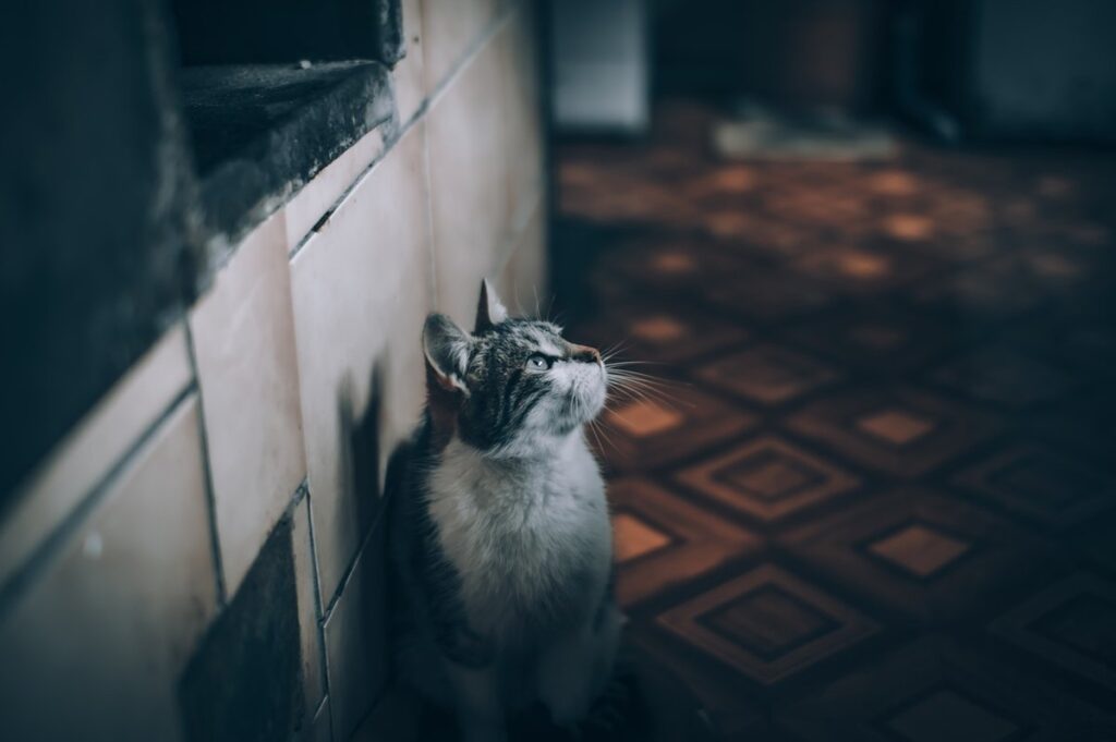 smallest house cat