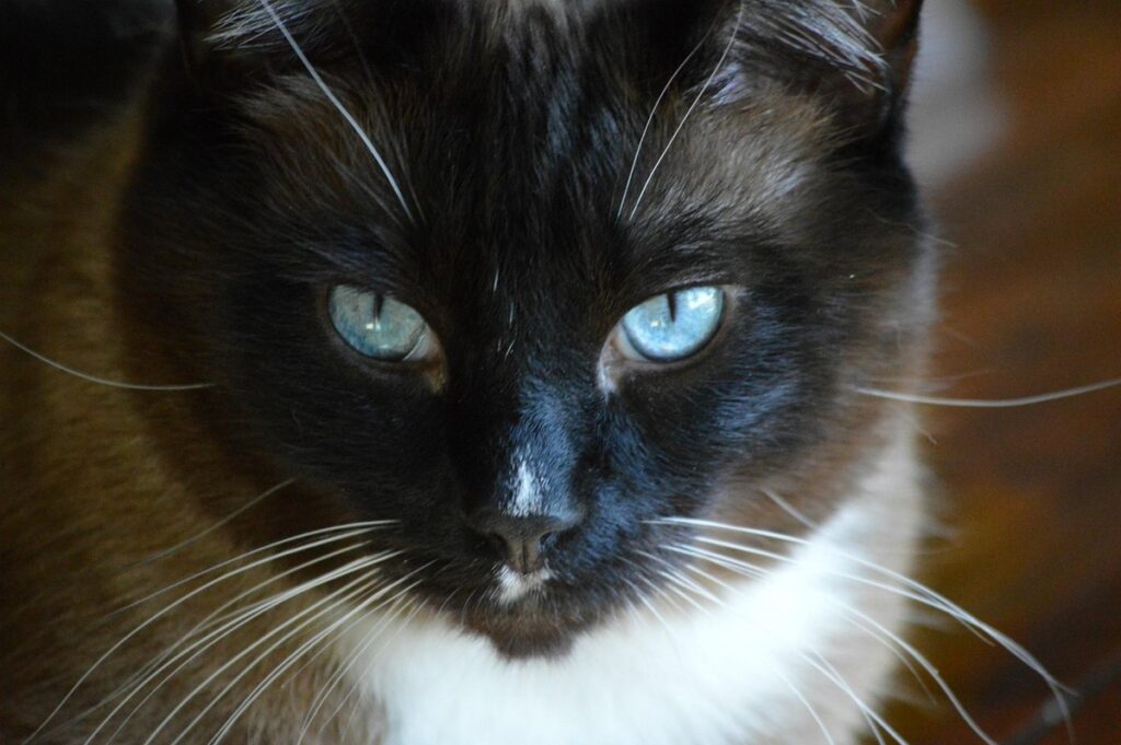 snowshoe siamese
