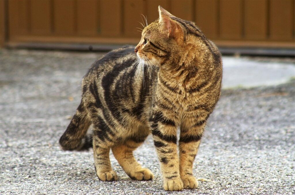 how do you know if a cat is a stray