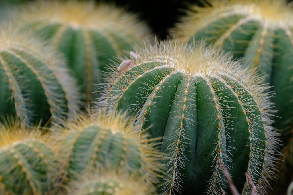 are succulents safe for cats
