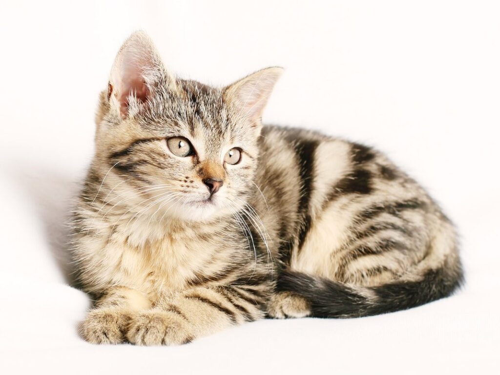tabby point siamese cat