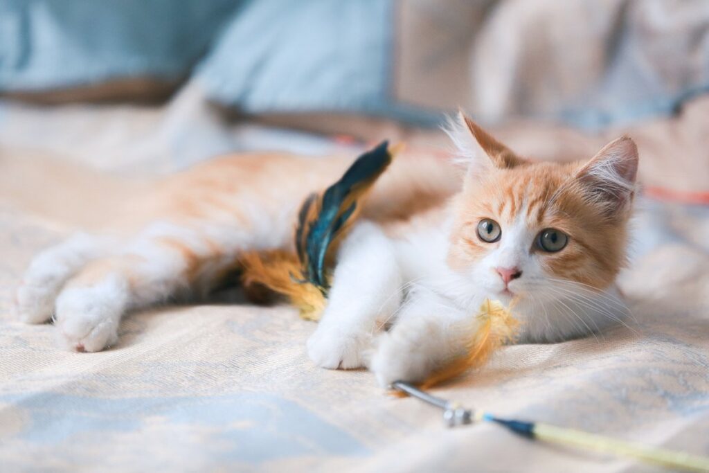 tabby pointed siamese kitten