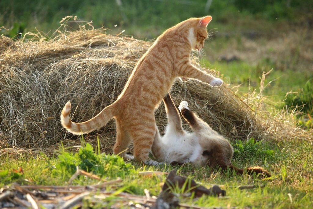 tabby siamese kittens