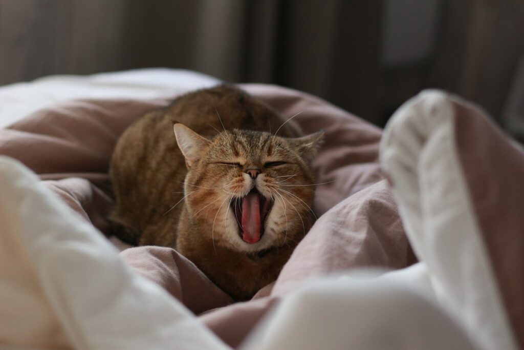 things i wish i knew before getting a cat