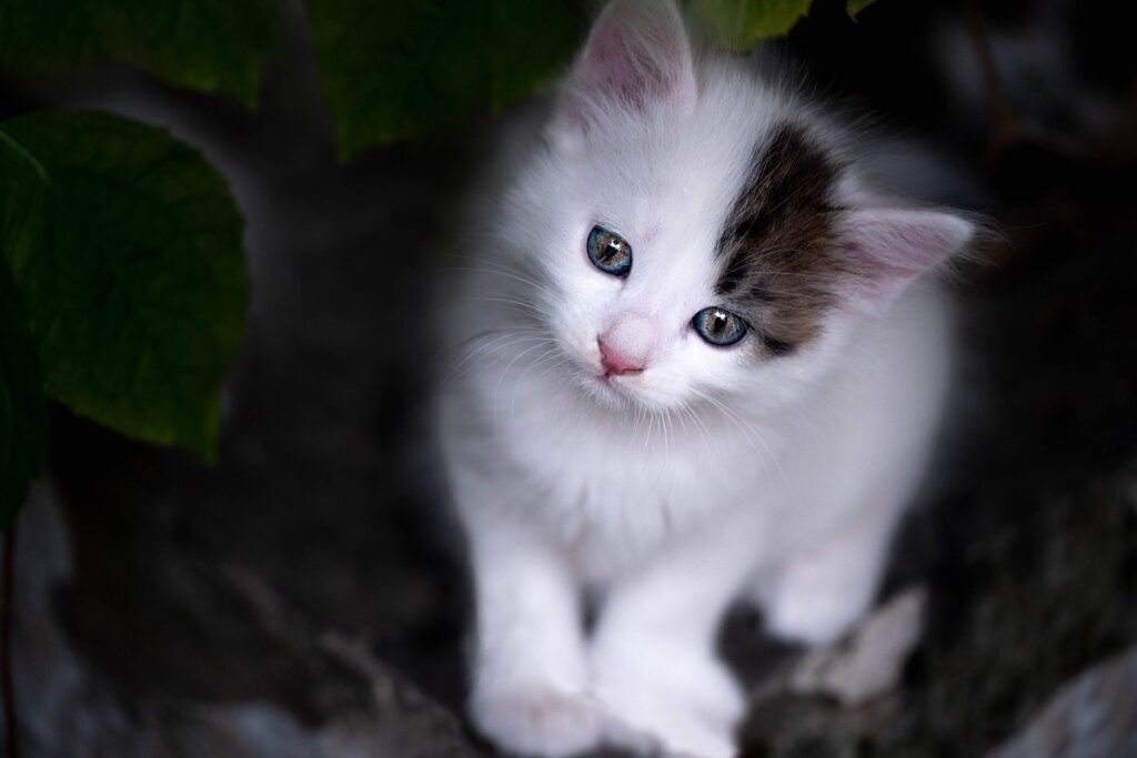 cat adoption myths debunked