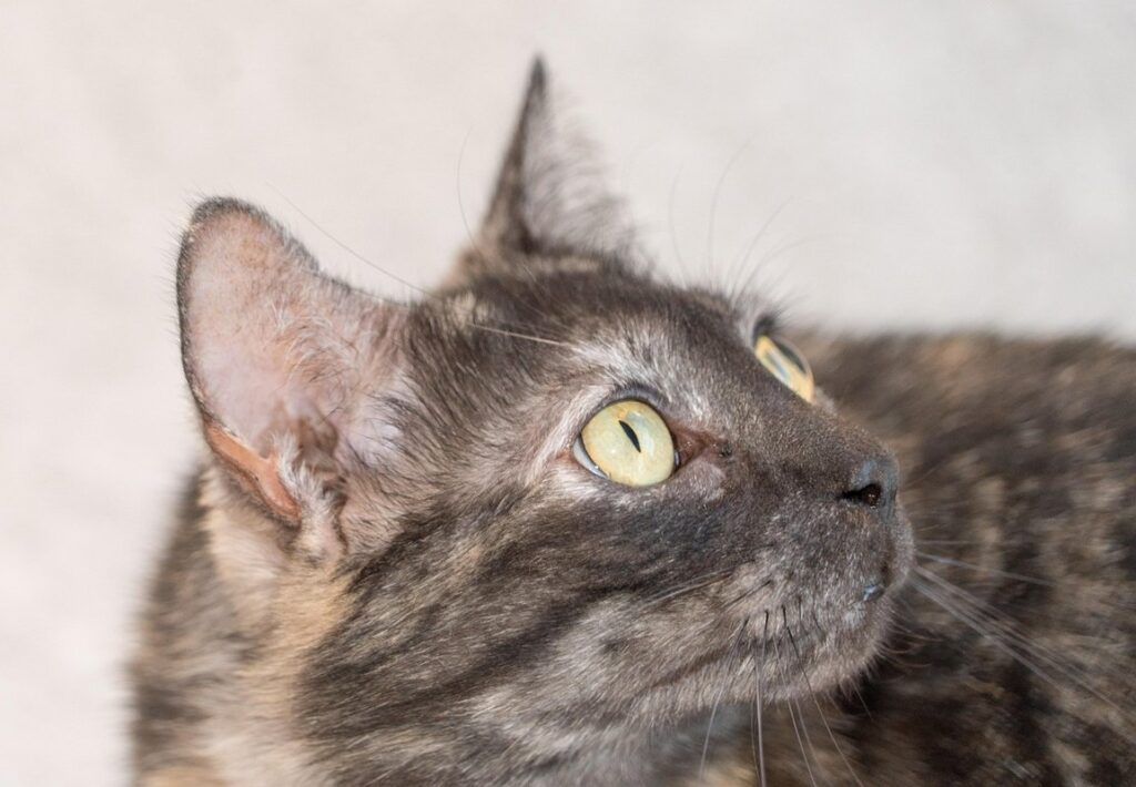 tortie cats for sale