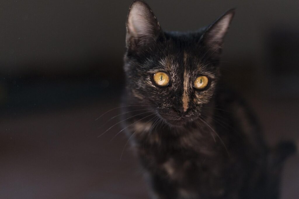 tortoiseshell kitten long hair