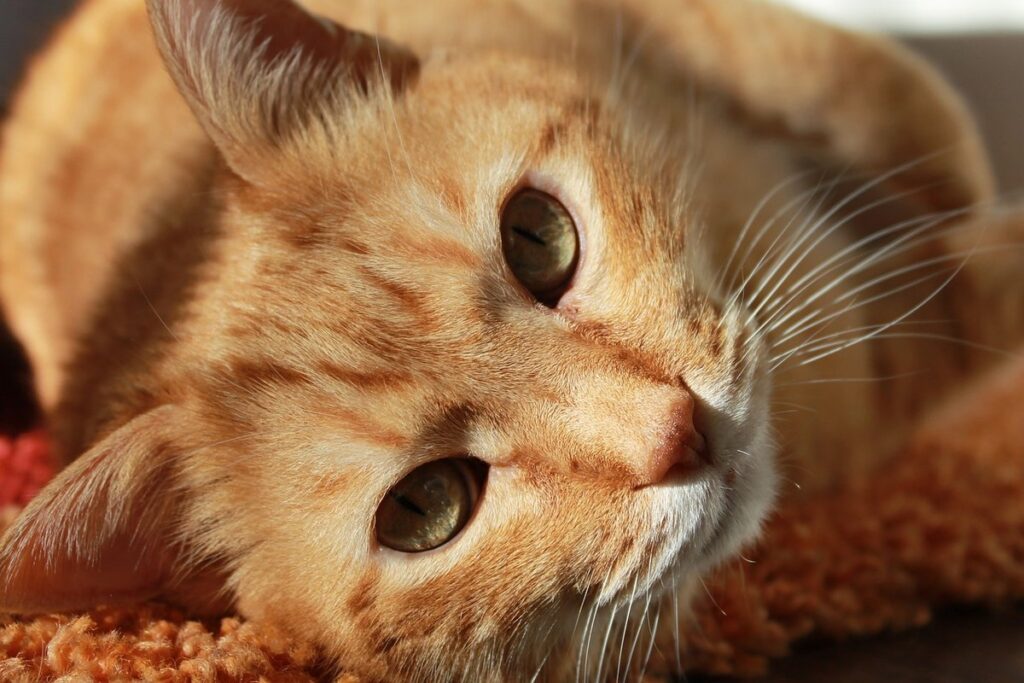 abyssinian tabby cat