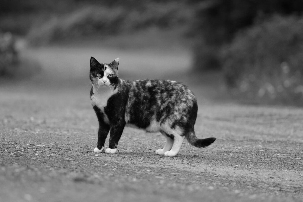tricolored cat