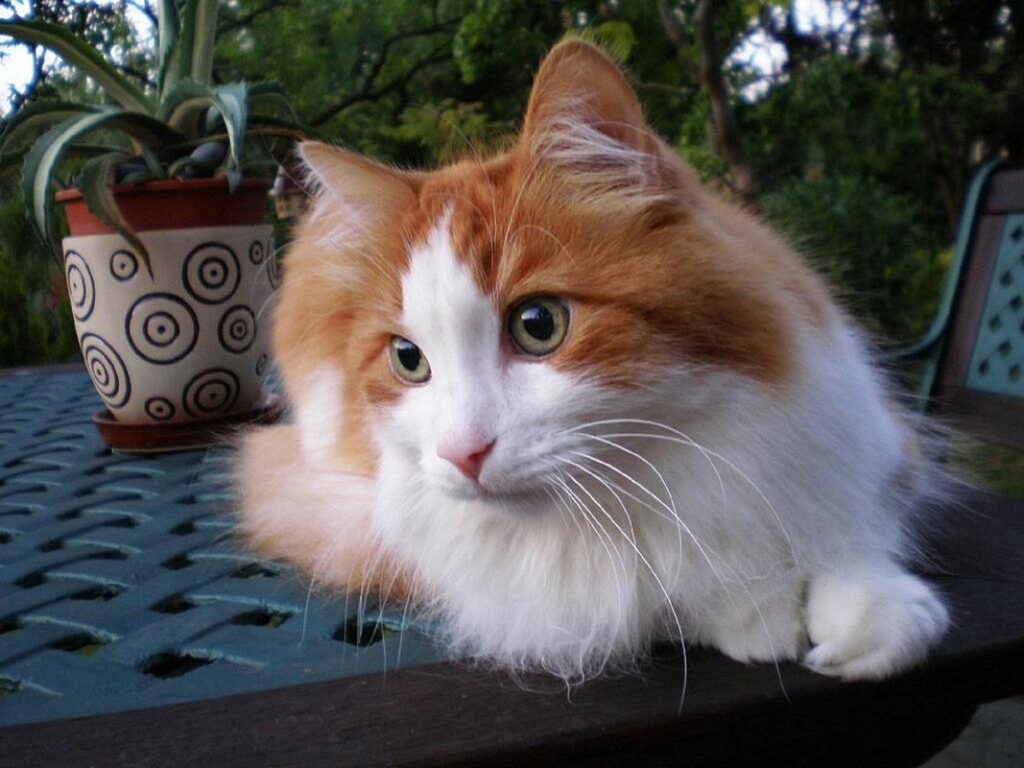 turkish cats