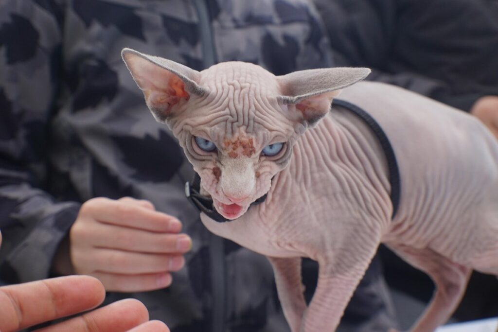 ugly hairless cat
