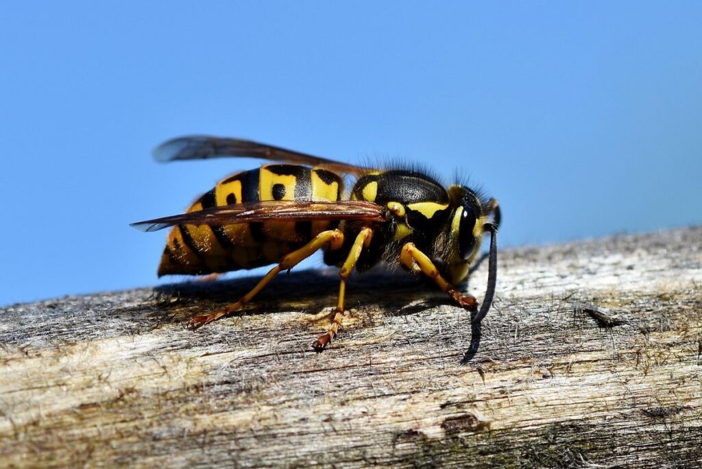 wasp stings in cats