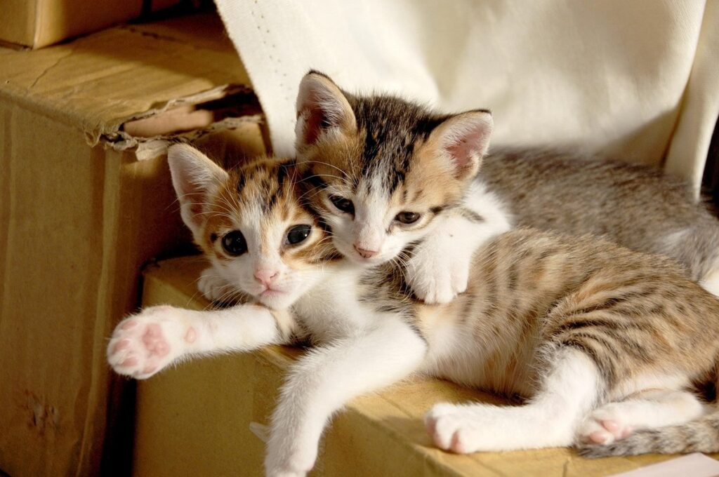 what to get someone when their cat dies