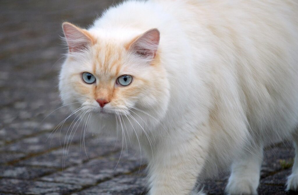when to give up on introducing cats