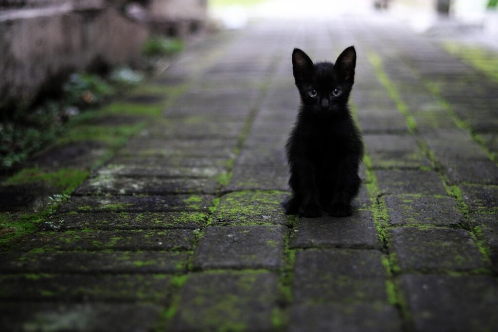 why black cats bad luck