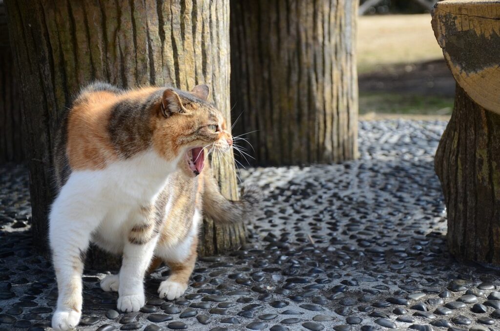 why cats fight