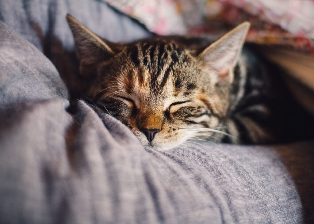 why do cats cuddle with each other