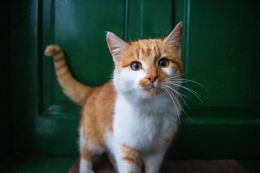 why does my cat hates closed doors