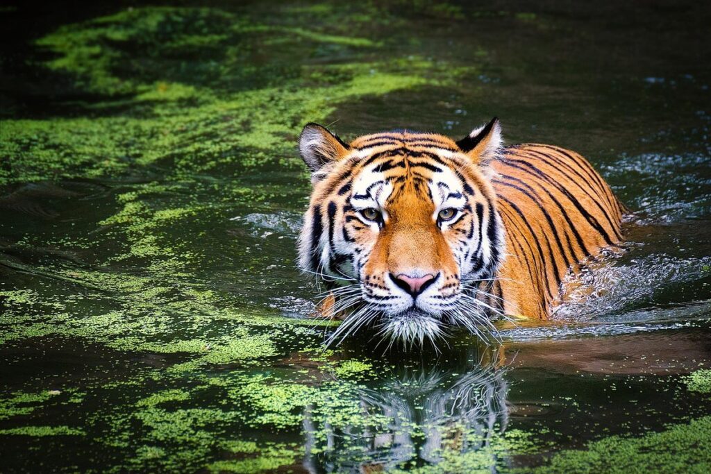 what does a cat eat in the wild