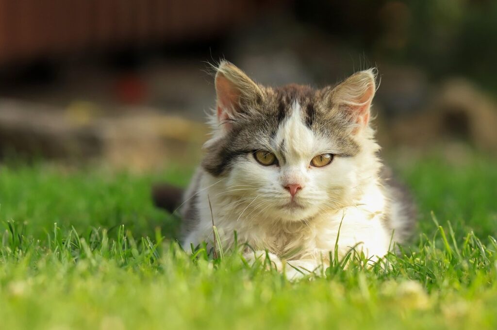 will an adult cat accept a kitten