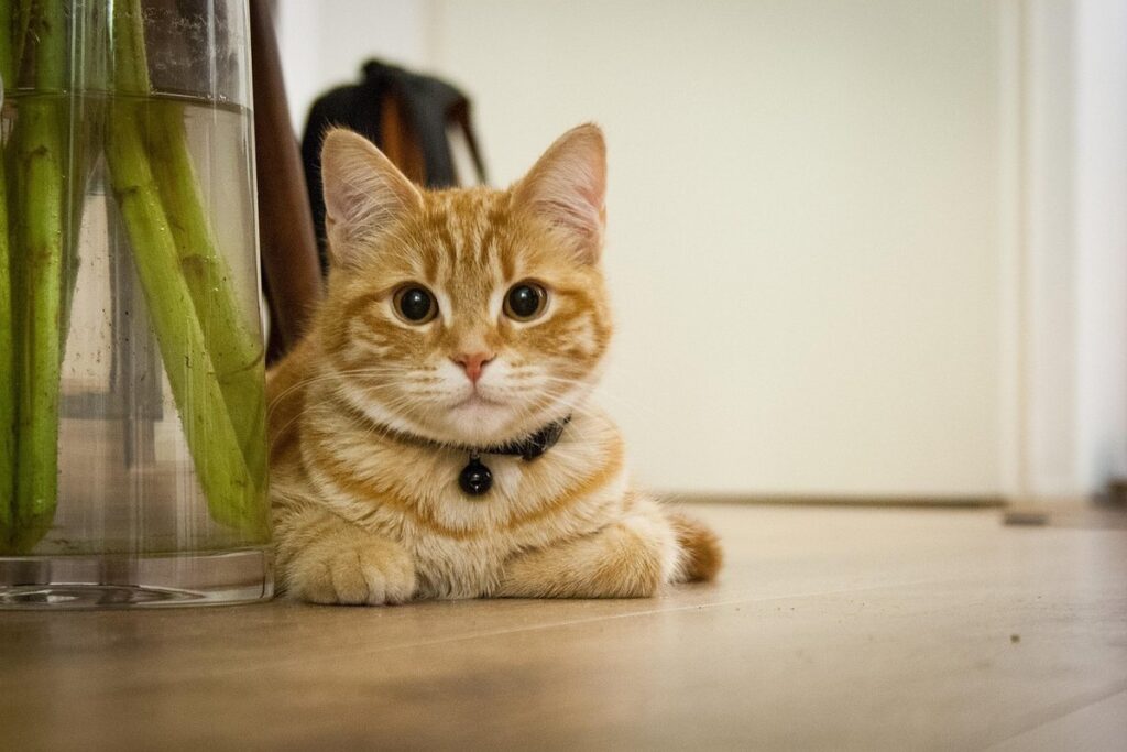 witty cat names