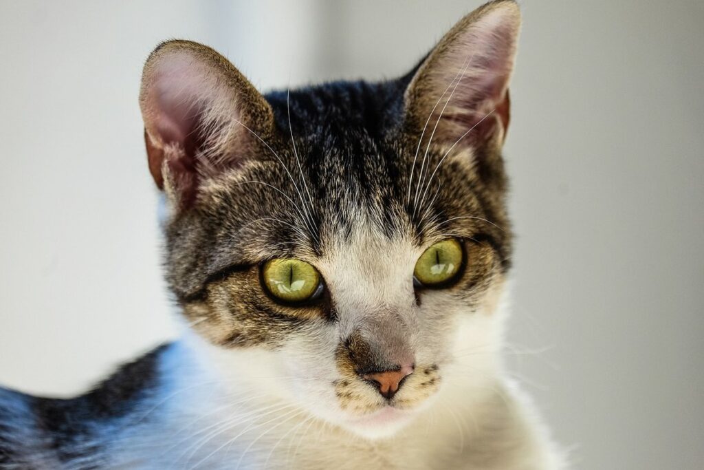 yellow tabby