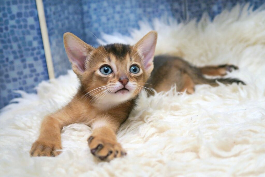 abyssinian cat personality